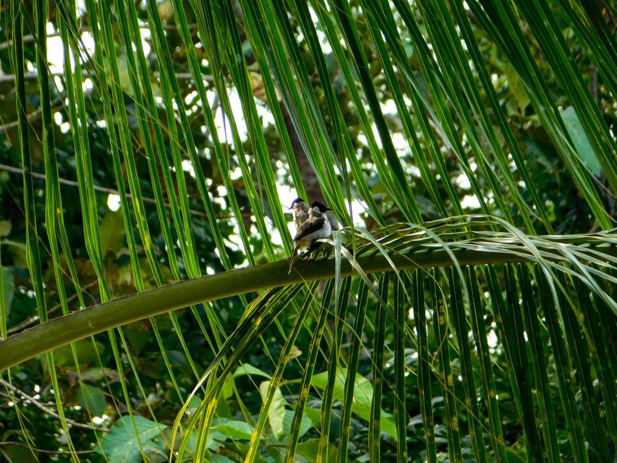 Rnv Eco Resort Bungalows Batukaras Esterno foto